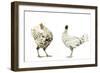 Domestic Chickens-null-Framed Photographic Print