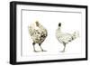 Domestic Chickens-null-Framed Photographic Print