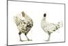 Domestic Chickens-null-Mounted Photographic Print