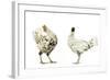 Domestic Chickens-null-Framed Photographic Print