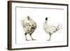 Domestic Chickens-null-Framed Photographic Print