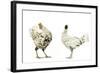 Domestic Chickens-null-Framed Photographic Print
