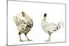 Domestic Chickens-null-Mounted Photographic Print