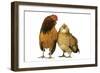Domestic Chickens-null-Framed Photographic Print