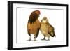 Domestic Chickens-null-Framed Photographic Print