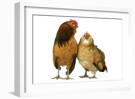 Domestic Chickens-null-Framed Photographic Print