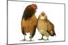 Domestic Chickens-null-Mounted Photographic Print