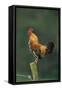 Domestic Cock Crowing on Fence-null-Framed Stretched Canvas