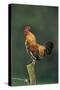 Domestic Cock Crowing on Fence-null-Stretched Canvas