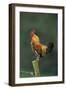 Domestic Cock Crowing on Fence-null-Framed Photographic Print