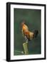 Domestic Cock Crowing on Fence-null-Framed Photographic Print