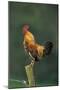 Domestic Cock Crowing on Fence-null-Mounted Photographic Print