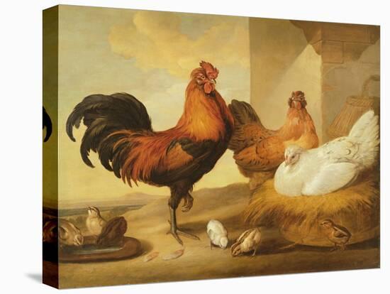 Domestic Cock, Hens and Chicks, 1655-Francis Barlow-Stretched Canvas