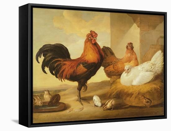Domestic Cock, Hens and Chicks, 1655-Francis Barlow-Framed Stretched Canvas