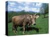 Domestic Cow, Grazing in Unimproved Pasture Tatra Mountains, Slovakia-Pete Cairns-Stretched Canvas