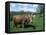 Domestic Cow, Grazing in Unimproved Pasture Tatra Mountains, Slovakia-Pete Cairns-Framed Stretched Canvas