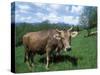 Domestic Cow, Grazing in Unimproved Pasture Tatra Mountains, Slovakia-Pete Cairns-Stretched Canvas