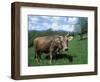 Domestic Cow, Grazing in Unimproved Pasture Tatra Mountains, Slovakia-Pete Cairns-Framed Premium Photographic Print