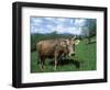 Domestic Cow, Grazing in Unimproved Pasture Tatra Mountains, Slovakia-Pete Cairns-Framed Premium Photographic Print