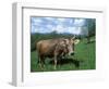 Domestic Cow, Grazing in Unimproved Pasture Tatra Mountains, Slovakia-Pete Cairns-Framed Premium Photographic Print