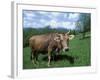 Domestic Cow, Grazing in Unimproved Pasture Tatra Mountains, Slovakia-Pete Cairns-Framed Photographic Print