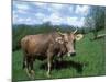 Domestic Cow, Grazing in Unimproved Pasture Tatra Mountains, Slovakia-Pete Cairns-Mounted Photographic Print