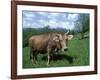 Domestic Cow, Grazing in Unimproved Pasture Tatra Mountains, Slovakia-Pete Cairns-Framed Photographic Print