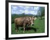 Domestic Cow, Grazing in Unimproved Pasture Tatra Mountains, Slovakia-Pete Cairns-Framed Photographic Print