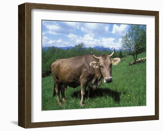 Domestic Cow, Grazing in Unimproved Pasture Tatra Mountains, Slovakia-Pete Cairns-Framed Photographic Print