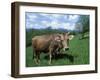 Domestic Cow, Grazing in Unimproved Pasture Tatra Mountains, Slovakia-Pete Cairns-Framed Photographic Print