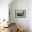 Domestic Cow, Grazing in Unimproved Pasture Tatra Mountains, Slovakia-Pete Cairns-Framed Photographic Print displayed on a wall