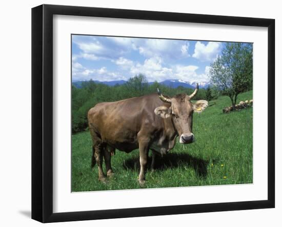 Domestic Cow, Grazing in Unimproved Pasture Tatra Mountains, Slovakia-Pete Cairns-Framed Photographic Print