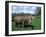 Domestic Cow, Grazing in Unimproved Pasture Tatra Mountains, Slovakia-Pete Cairns-Framed Photographic Print