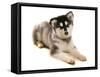 Domestic Dog, Alaskan Malamute, puppy, laying-Chris Brignell-Framed Stretched Canvas