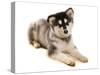 Domestic Dog, Alaskan Malamute, puppy, laying-Chris Brignell-Stretched Canvas