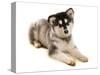 Domestic Dog, Alaskan Malamute, puppy, laying-Chris Brignell-Stretched Canvas