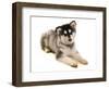 Domestic Dog, Alaskan Malamute, puppy, laying-Chris Brignell-Framed Photographic Print