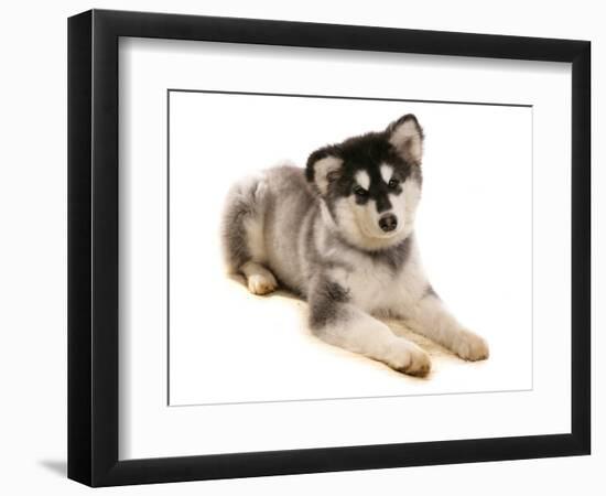 Domestic Dog, Alaskan Malamute, puppy, laying-Chris Brignell-Framed Photographic Print