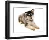 Domestic Dog, Alaskan Malamute, puppy, laying-Chris Brignell-Framed Photographic Print