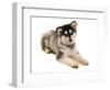 Domestic Dog, Alaskan Malamute, puppy, laying-Chris Brignell-Framed Photographic Print