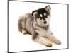 Domestic Dog, Alaskan Malamute, puppy, laying-Chris Brignell-Mounted Photographic Print