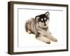 Domestic Dog, Alaskan Malamute, puppy, laying-Chris Brignell-Framed Photographic Print