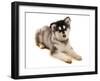 Domestic Dog, Alaskan Malamute, puppy, laying-Chris Brignell-Framed Photographic Print