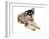 Domestic Dog, Alaskan Malamute, puppy, laying-Chris Brignell-Framed Photographic Print