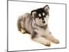 Domestic Dog, Alaskan Malamute, puppy, laying-Chris Brignell-Mounted Photographic Print