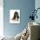 Domestic Dog, Basset Hound, adult, sitting-Chris Brignell-Photographic Print displayed on a wall