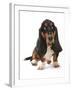 Domestic Dog, Basset Hound, adult, sitting-Chris Brignell-Framed Photographic Print