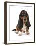 Domestic Dog, Basset Hound, adult, sitting-Chris Brignell-Framed Photographic Print