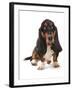 Domestic Dog, Basset Hound, adult, sitting-Chris Brignell-Framed Photographic Print