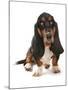 Domestic Dog, Basset Hound, adult, sitting-Chris Brignell-Mounted Photographic Print